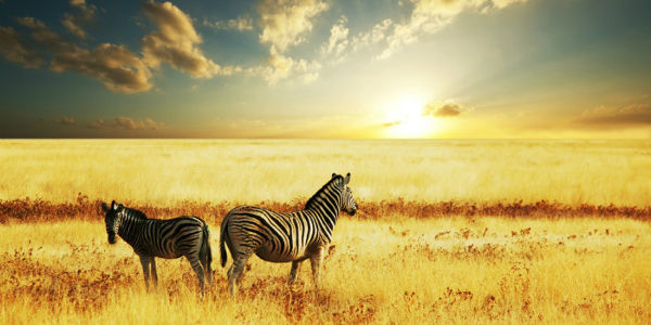 South Africa Zebras